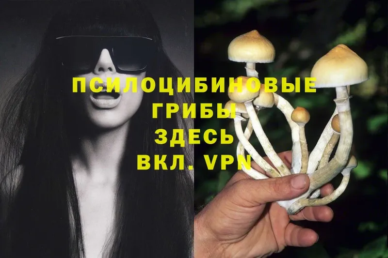 Галлюциногенные грибы Cubensis  blacksprut как войти  Белебей 